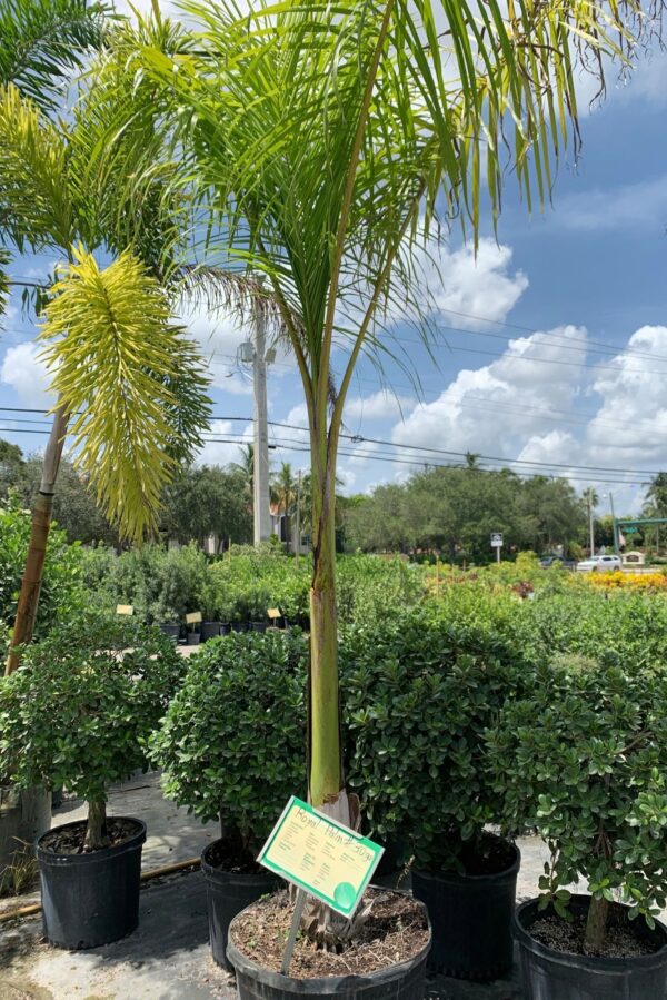 Young Royal Palm tree in a nursery pot surrounded by other potted plants under a bright blue sky.