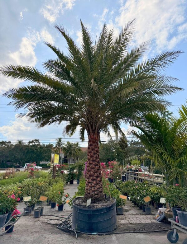 Large potted palm tree displayed at an outdoor garden center surrounded by colorful plants.