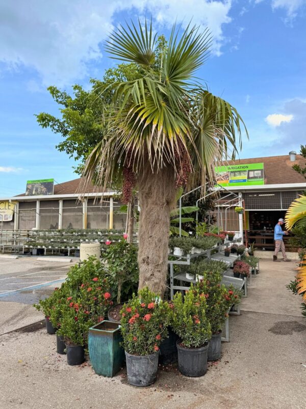 Large palm tree with a thick trunk and fan-like fronds surrounded by potted flowering plants at a garden center.