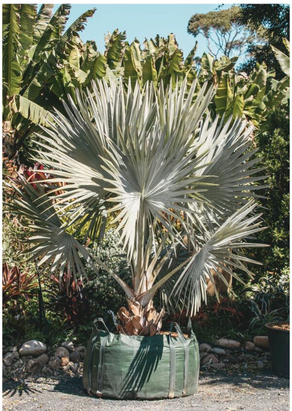 Silver Bismarck Palm with large fan-shaped silvery-blue fronds growing in a fabric nursery container outdoors.
