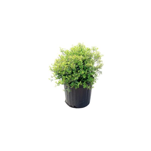 Ilex Schilling