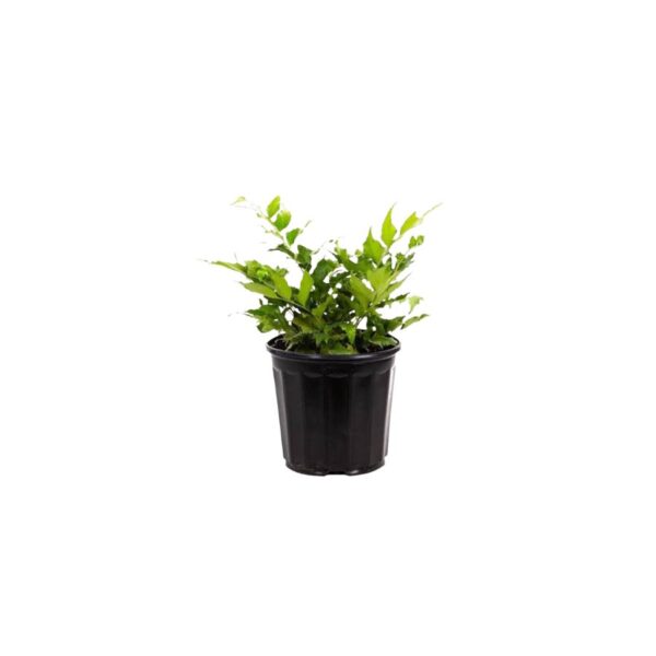 Holly Fern