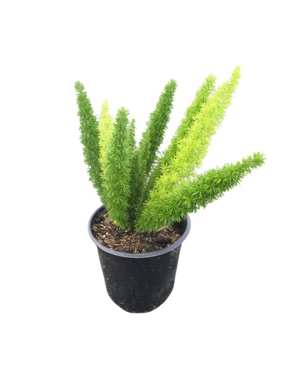 Foxtail Fern