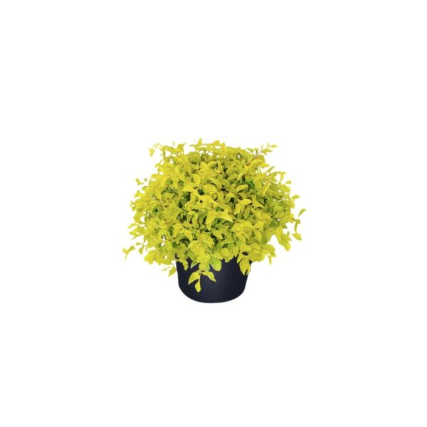 Gold Mound Duranta