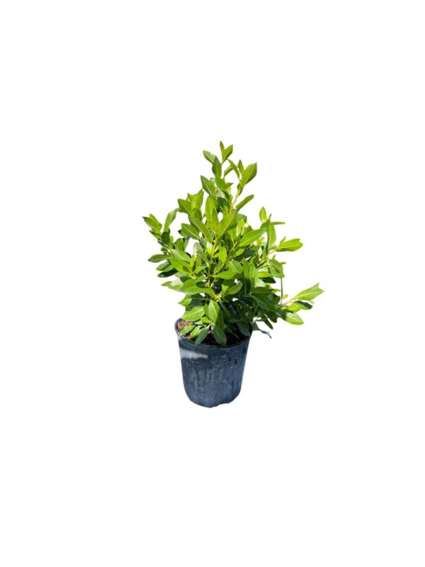 Green Buttonwood