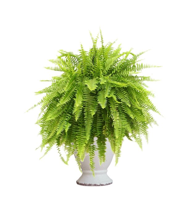 Boston Fern