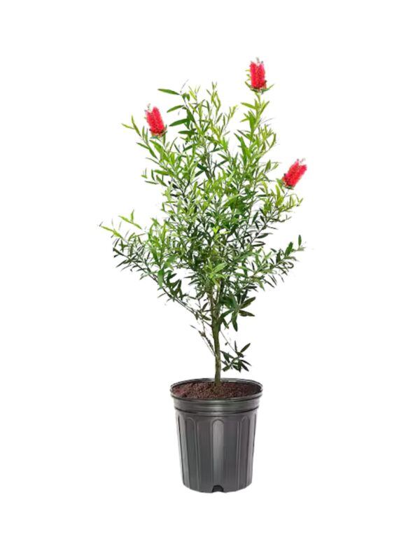Bottlebrush #30