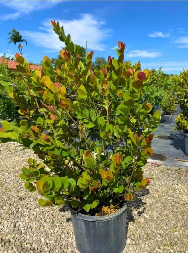 Coco Plum