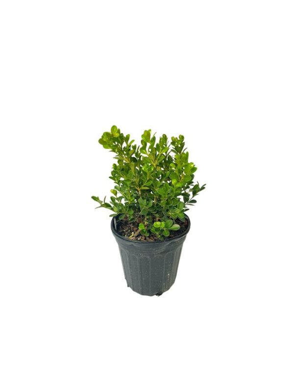 Japanese Boxwood