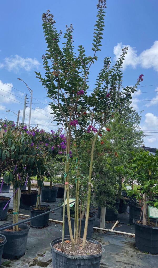 Crepe Myrtle #30