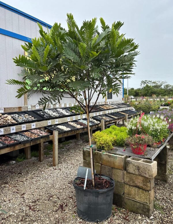 Royal Poinciana Dwf #30