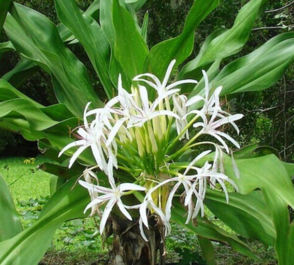 Crinum Lily