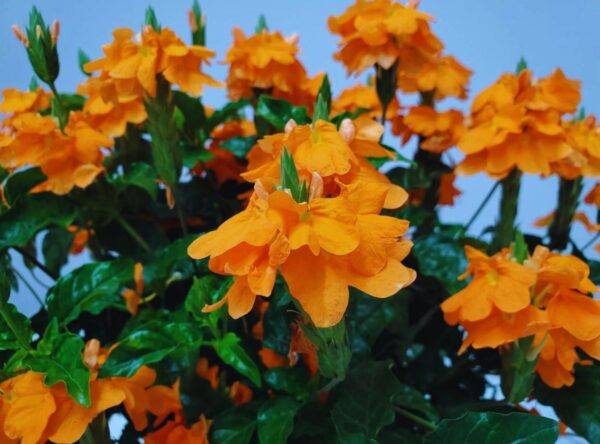 Crossandra - Image 2
