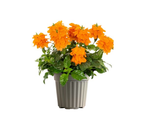 Crossandra