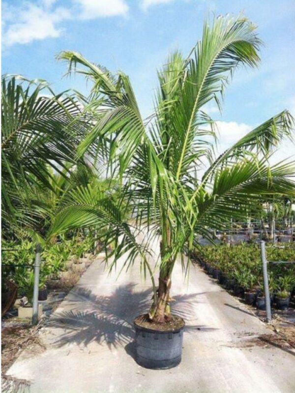 Young potted coconut palm tree with arching fronds in a nursery under a bright blue sky.