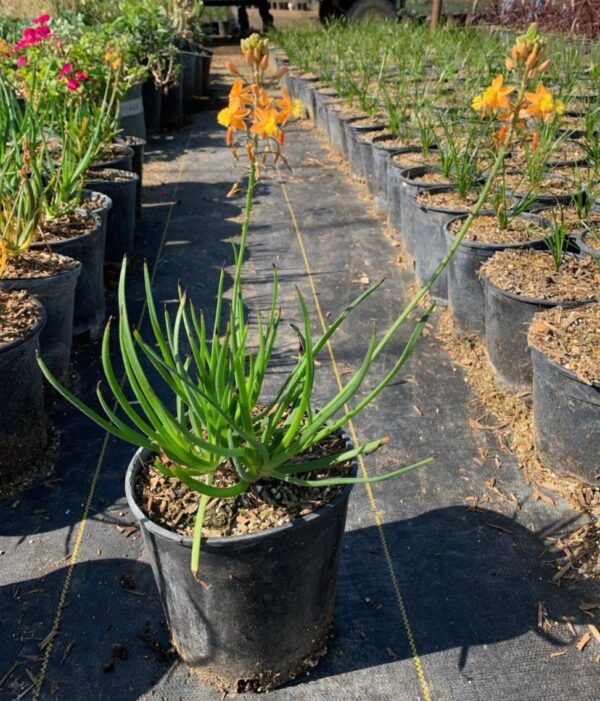 Bulbine "Hallmark" #1