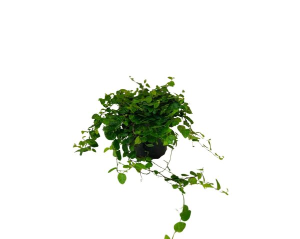 Creeping Fig