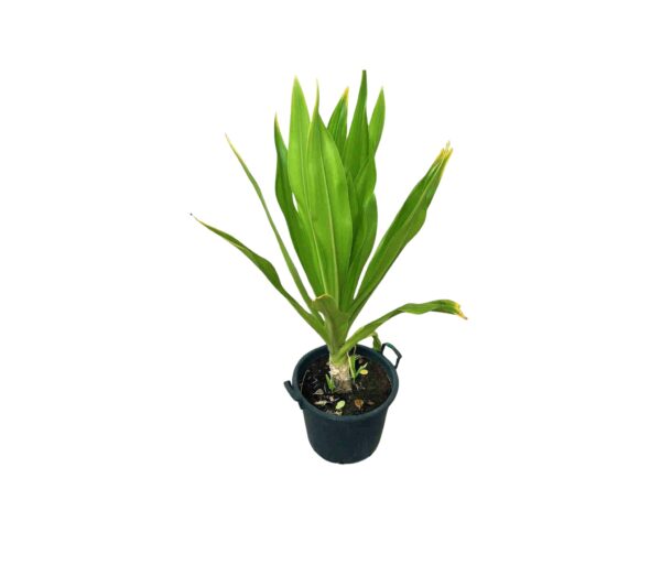 Crinum Lily #3 Gal