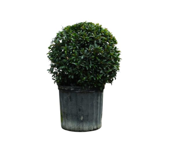 Eugenia