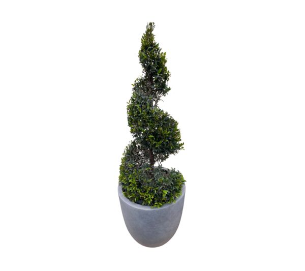 Eugenia - Image 2