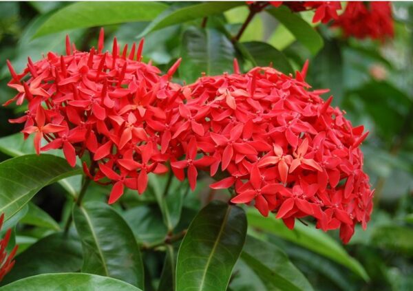 Ixora