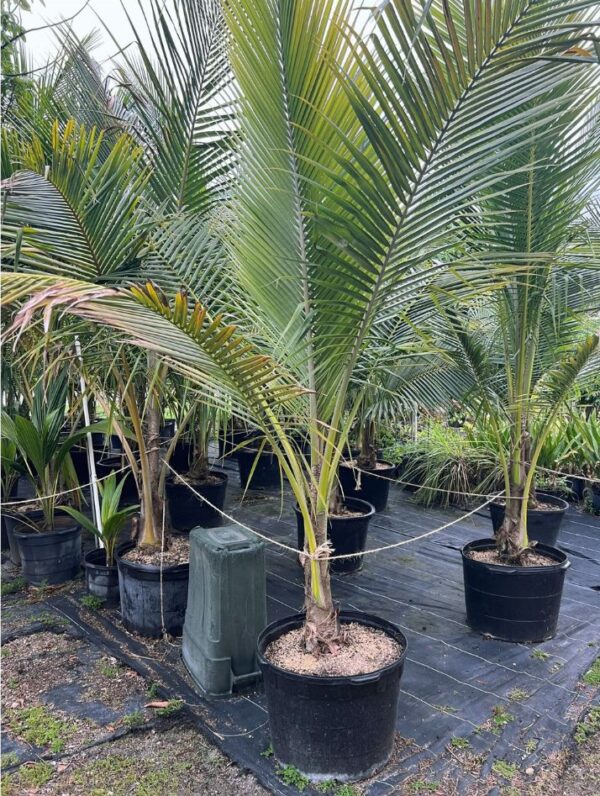 Potted coconut palm trees with tall, feathery fronds growing in a nursery setting on a black ground cover.