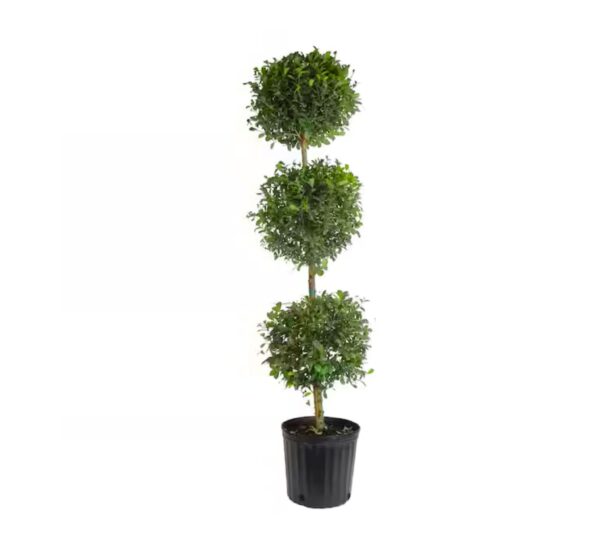 Eugenia - Image 5
