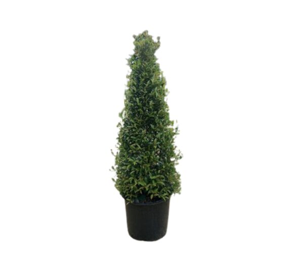 Eugenia - Image 3