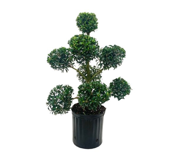 Eugenia - Image 4