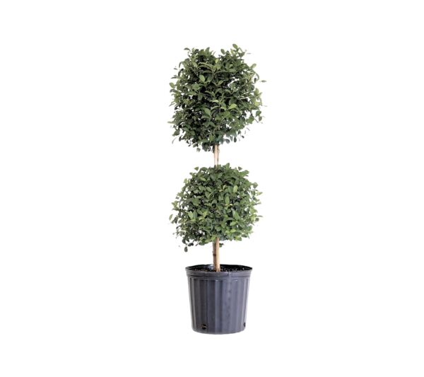 Eugenia - Image 6