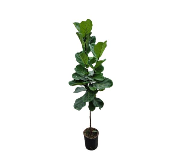 Fig Tree #15