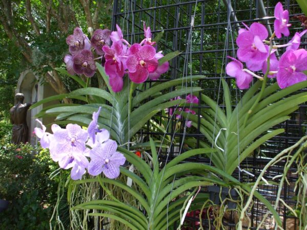 Vanda Orchids