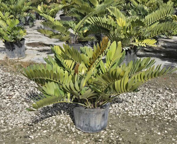 Zamia Cardboard #7