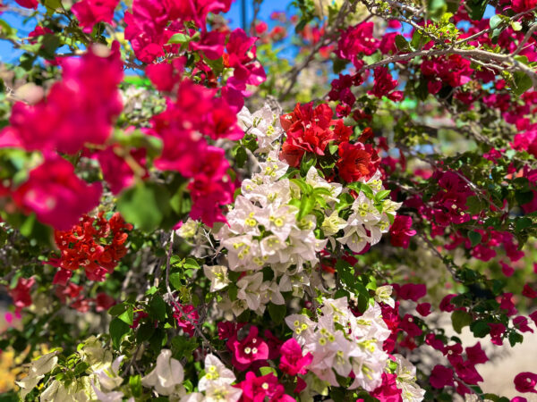 Bougainvillea - Image 5