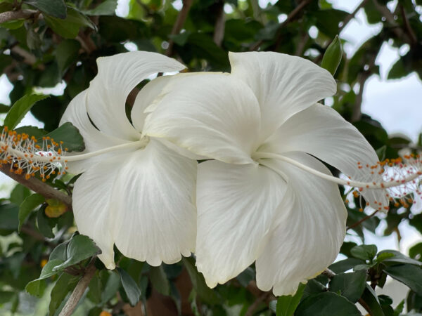 Two white hibiscus flowers blooming