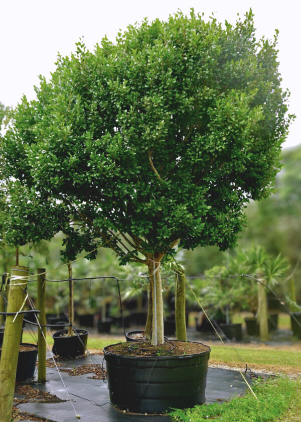 A large potted tree with a dense, rounded canopy of small green leaves, supported by wooden stakes and ropes for stability.