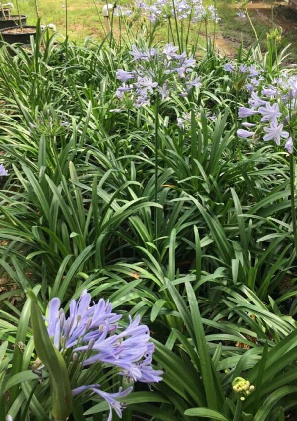 Agapanthus #1