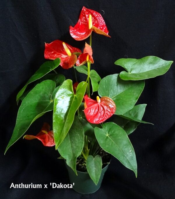 Anthurium #3