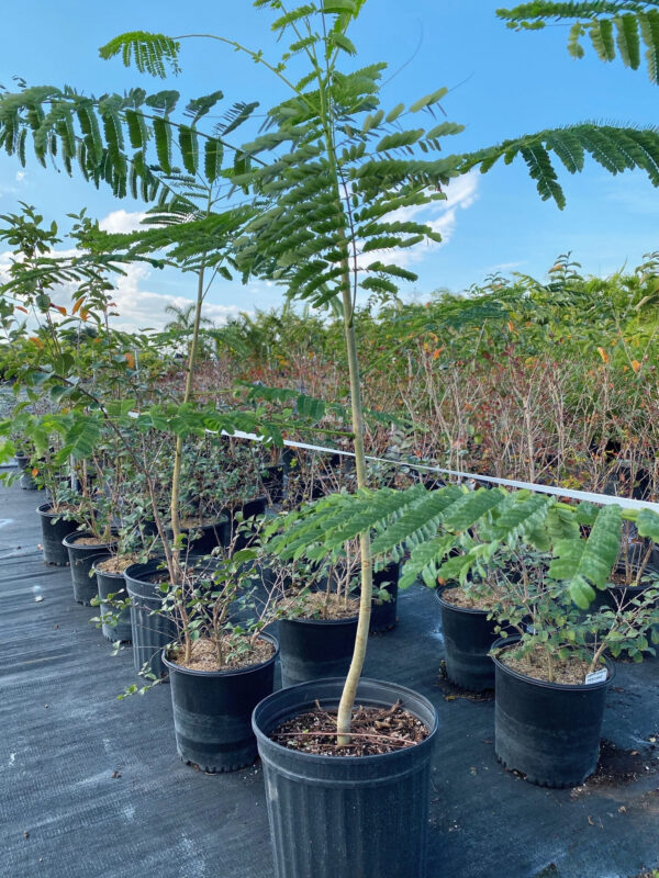 Young potted tree with delicate feathery green leaves growing in a black nursery container, surrounded by other potted plants in a nursery.