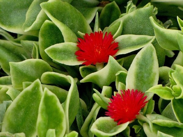 Baby Sun Rose Aptenia 6"