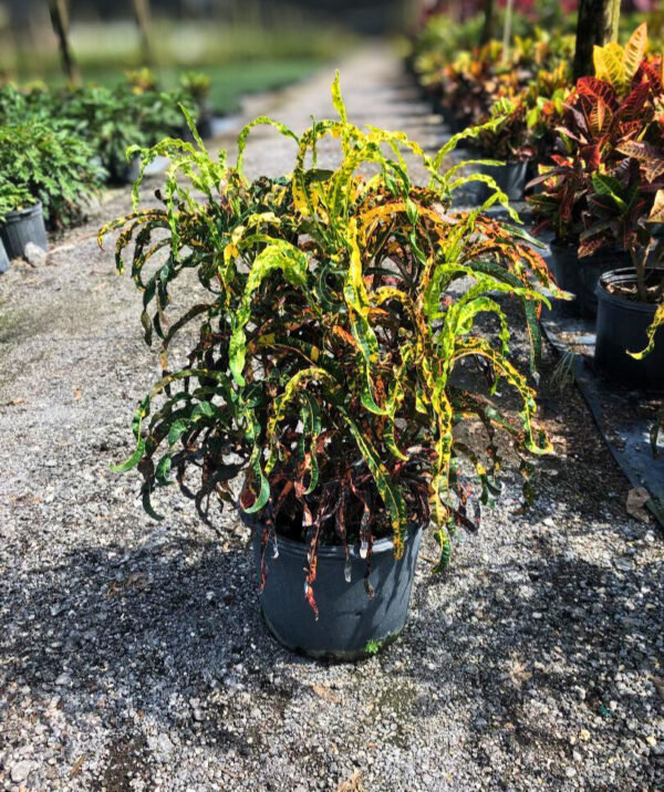 A Croton Sloppy Painter plant in a black nursery pot with long, narrow, wavy leaves variegated in green, yellow, and red.