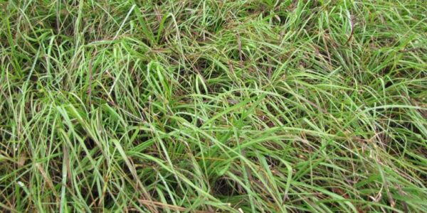 Bahia Sod WHOLE PALLETS ONLY