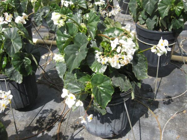 Begonia Landscape #3