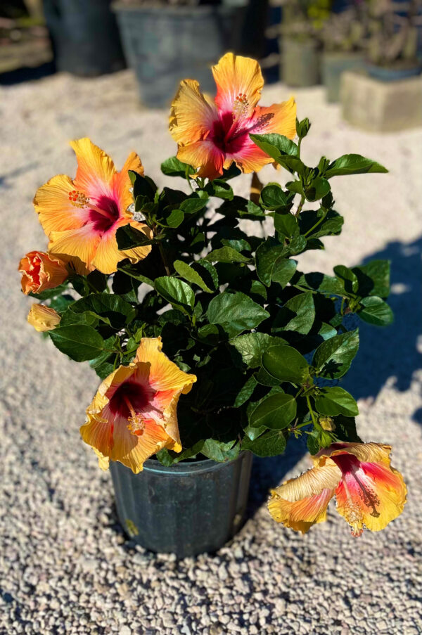 Hibiscus