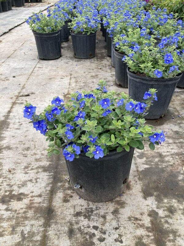 Blue My Mind #1