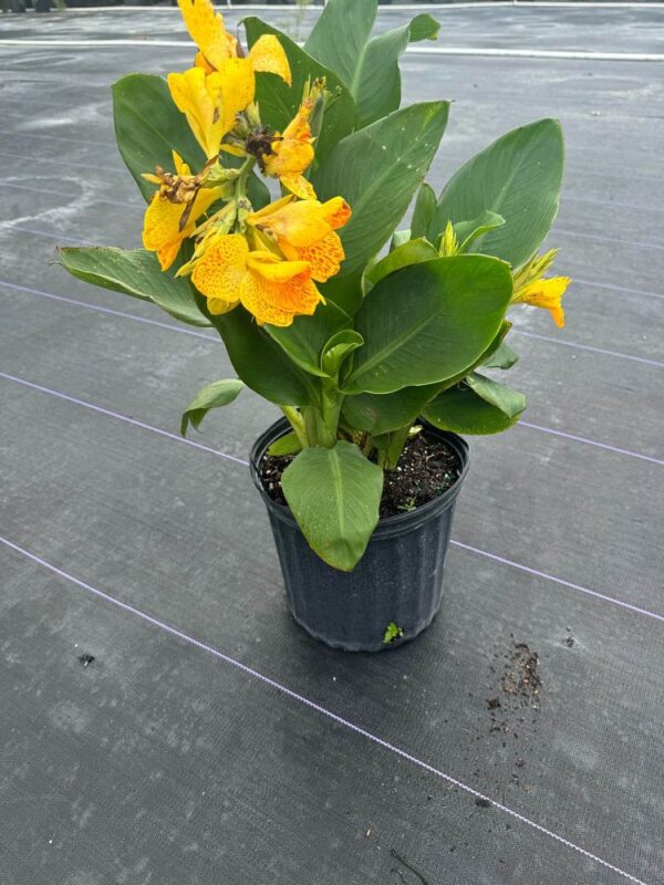 Canna Lily #3