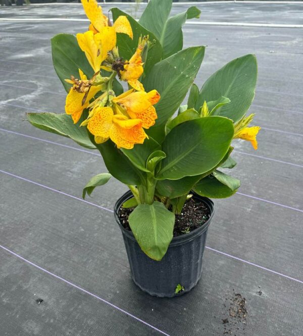Canna Lily #3