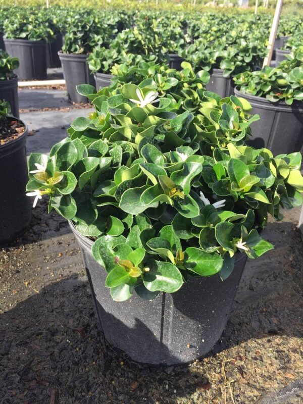 Carissa #3 Boxwood