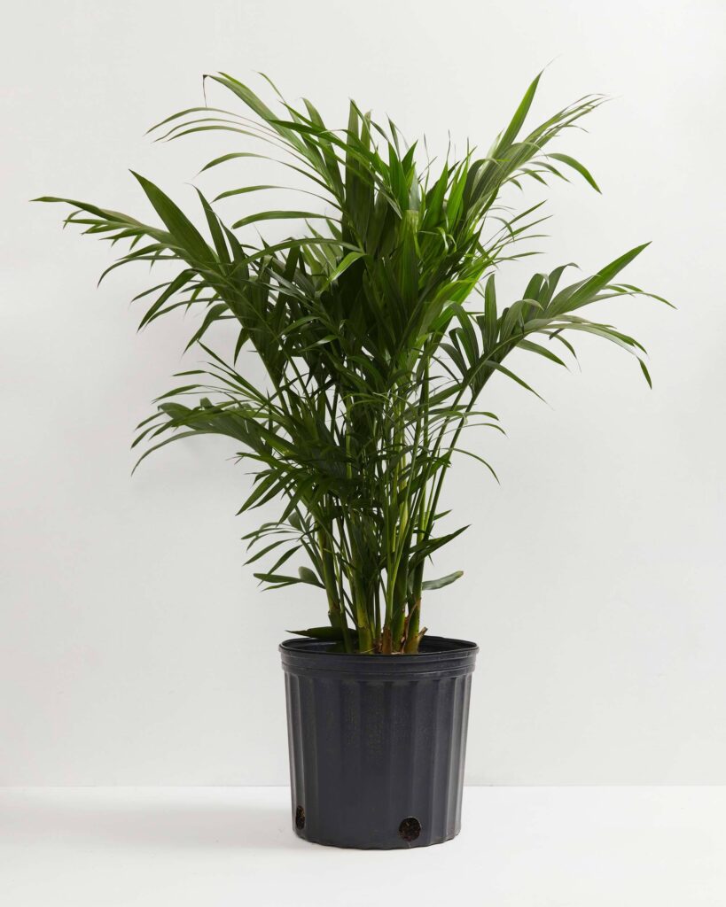 Cat Palm - Perfect Houseplant for Any Room