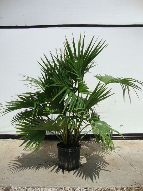 Chinese Fan Palm